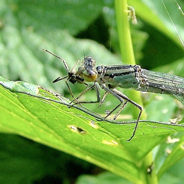 common blue damselfly
